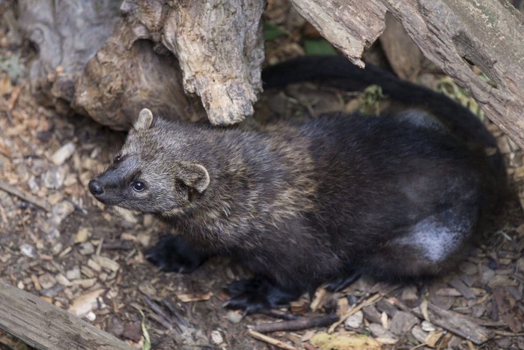 A fisher sits under the edge of a log. Fishers are medium-sixed carnivores, about 3 to 13 pounds. They are members of the weasel family and have dark brown fur, broad heads, with a small, pointed snout. They have short legs and long tails.